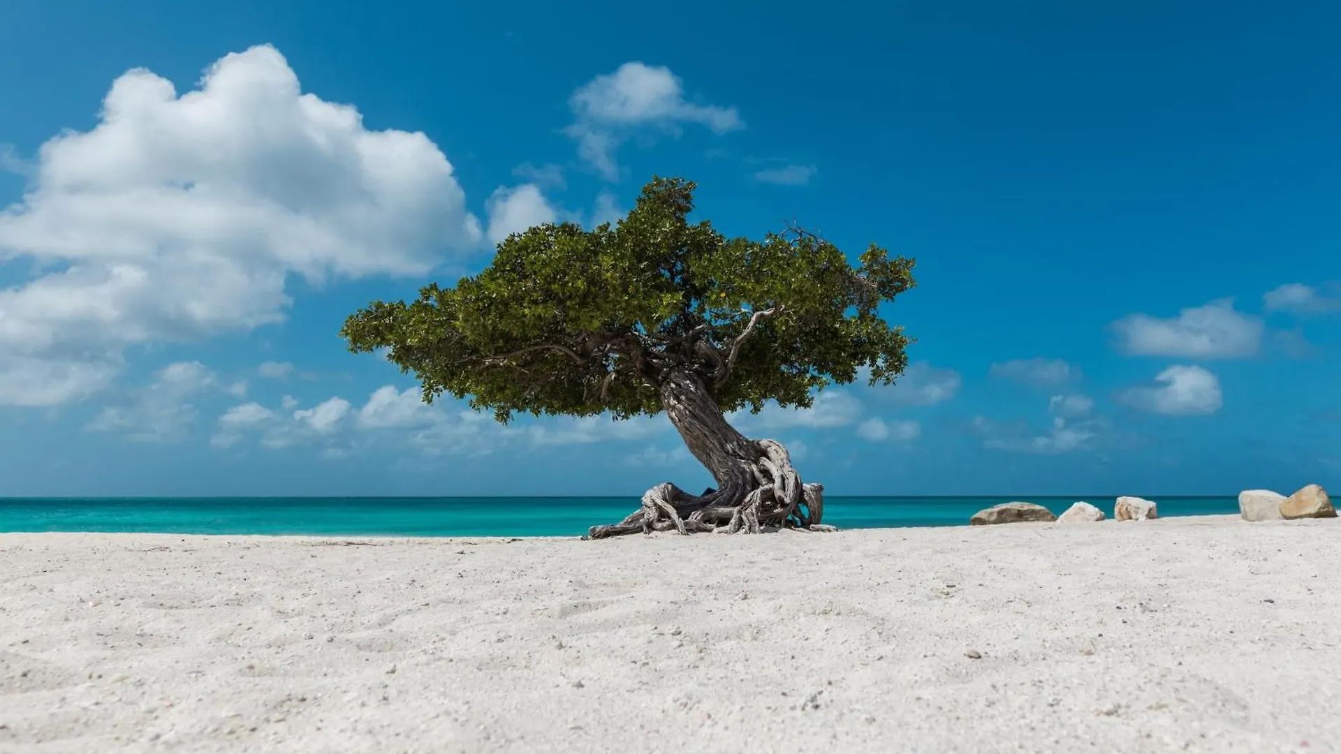 Arubas Life 200 Lejlighed Noord